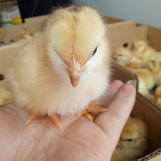 昆明 纯种三黄鸡苗 厂家直销 假一赔十 包活到家