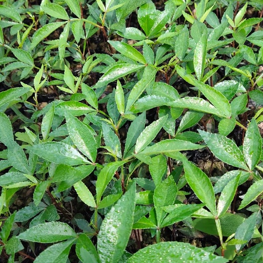 重庆市天知椒花椒苗  天知椒杯苗