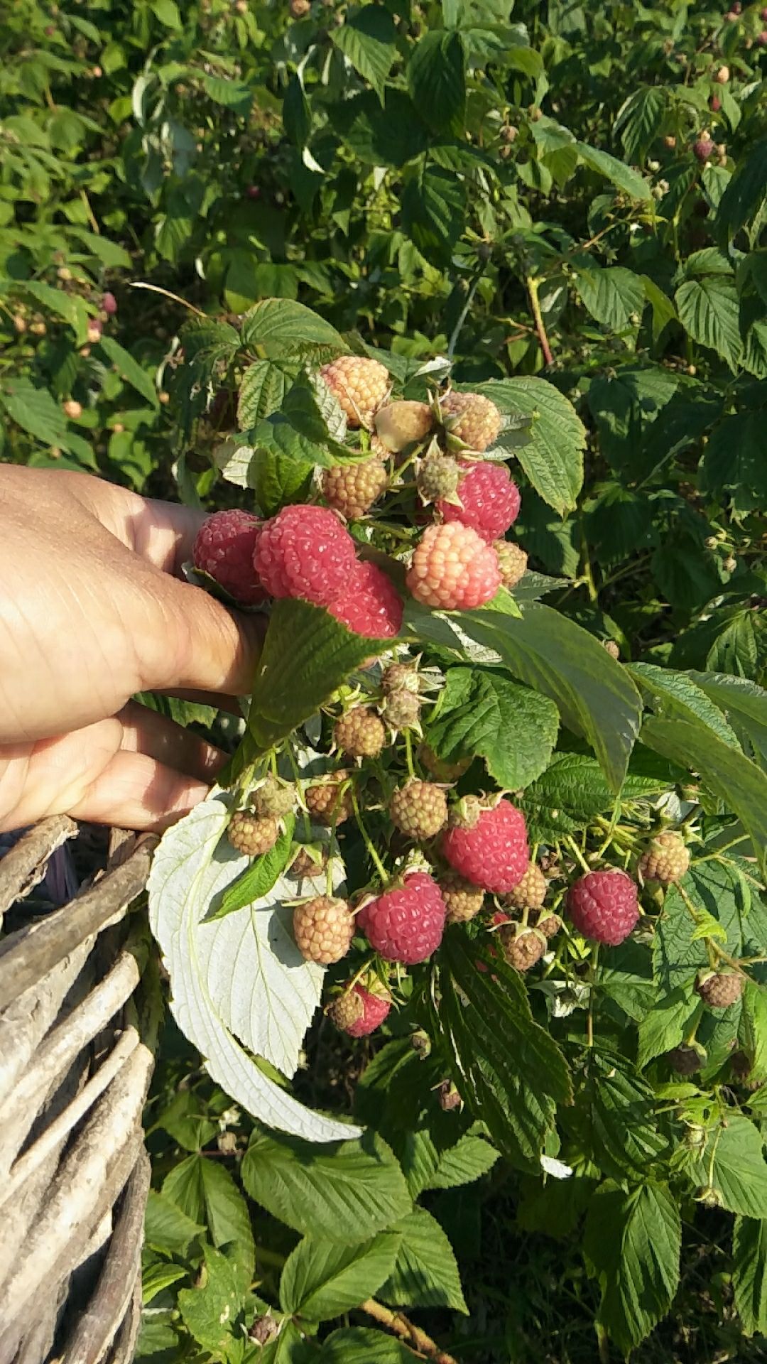  双季树莓苗，哈瑞太兹，产地直销，欢迎选购。