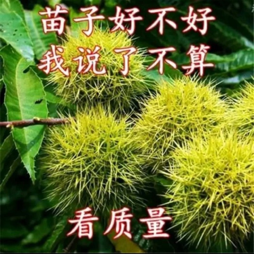 平邑县 嫁接优质大红袍板栗苗，基地直销，现挖现发，包成活，包技术