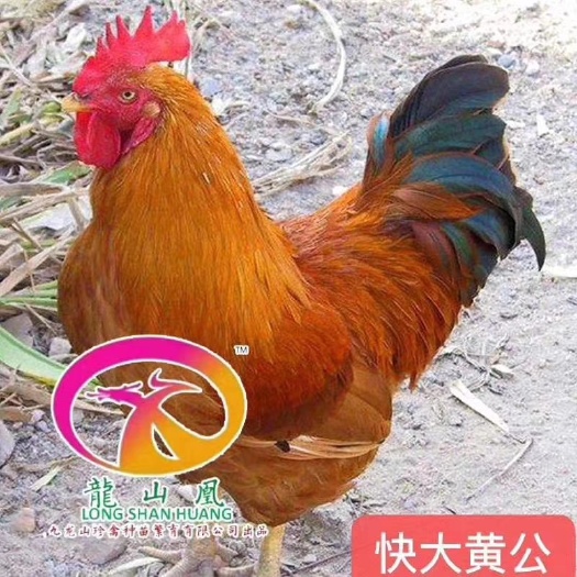 广州 快大黄鸡苗