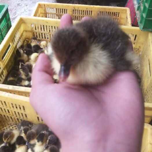 南宁 西洋鸭苗
