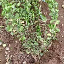 定州市 自家种植大量卫矛