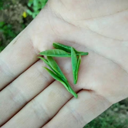信阳信阳白茶 信阳毛尖，清明前茶，芽头，一芽一叶，舌尖留有清甜