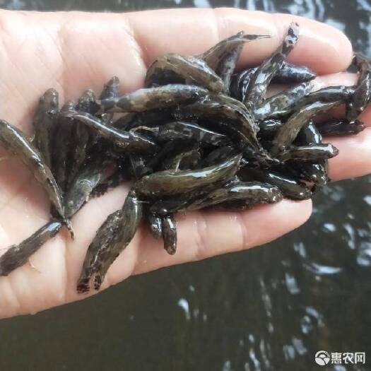 恩平市 大量供应笋壳鱼苗