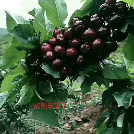 汉源县大樱桃 汉源车厘子