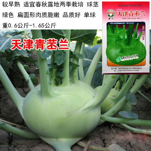青县苤蓝种子/丕蓝 球茎甘蓝/庭院阳台盆栽四季种植 蔬菜瓜水果