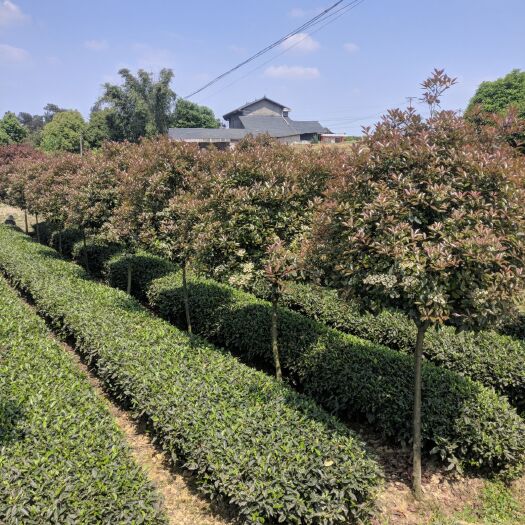 雅安 优质红叶石楠树