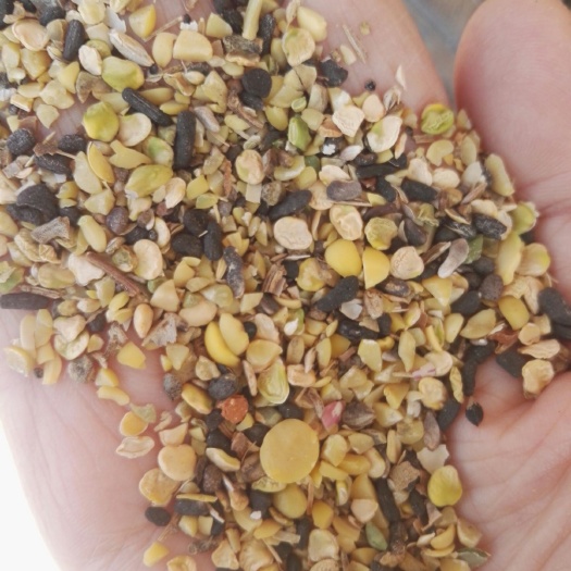 秦皇岛黄豆瓣 生大豆 5等品