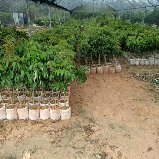灵山县贵妃黄皮果苗