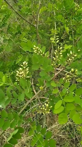 伊川县槐花  洋支持一件代发现货