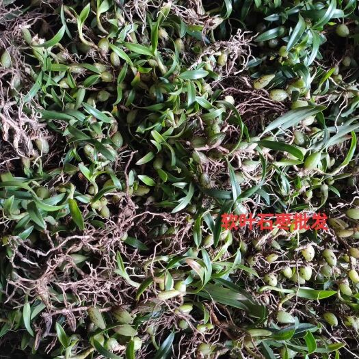 霞浦县广枣 新鲜石枣