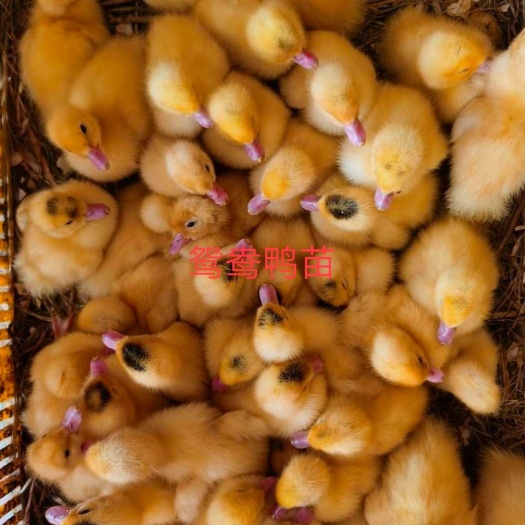 石家庄 长期出售番鸭苗，脱温苗