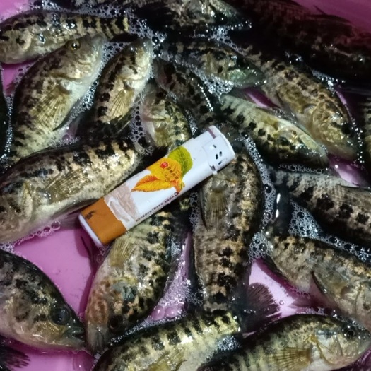 南宁 石斑鱼苗