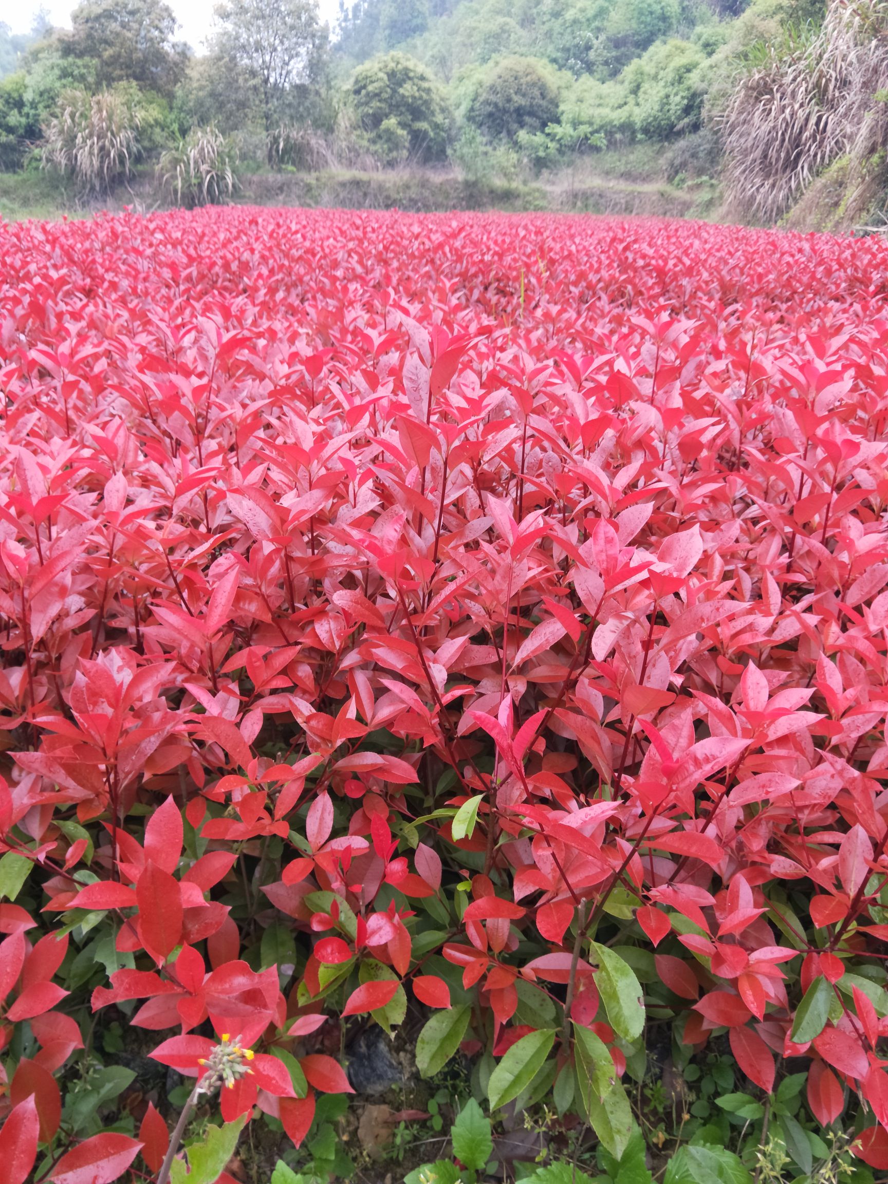 红叶石楠苗第三代红罗宾，基地供应，叶片色泽鲜红亮丽！包邮！