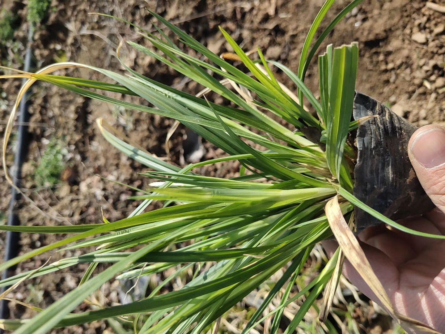 崂峪苔草