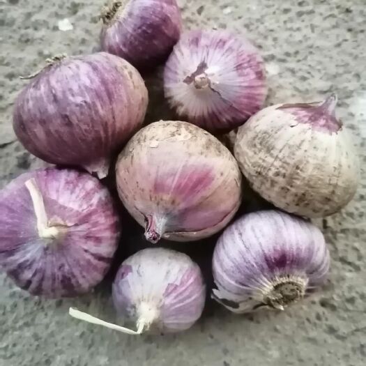 弥渡县独头蒜 大理独头香蒜7斤一箱