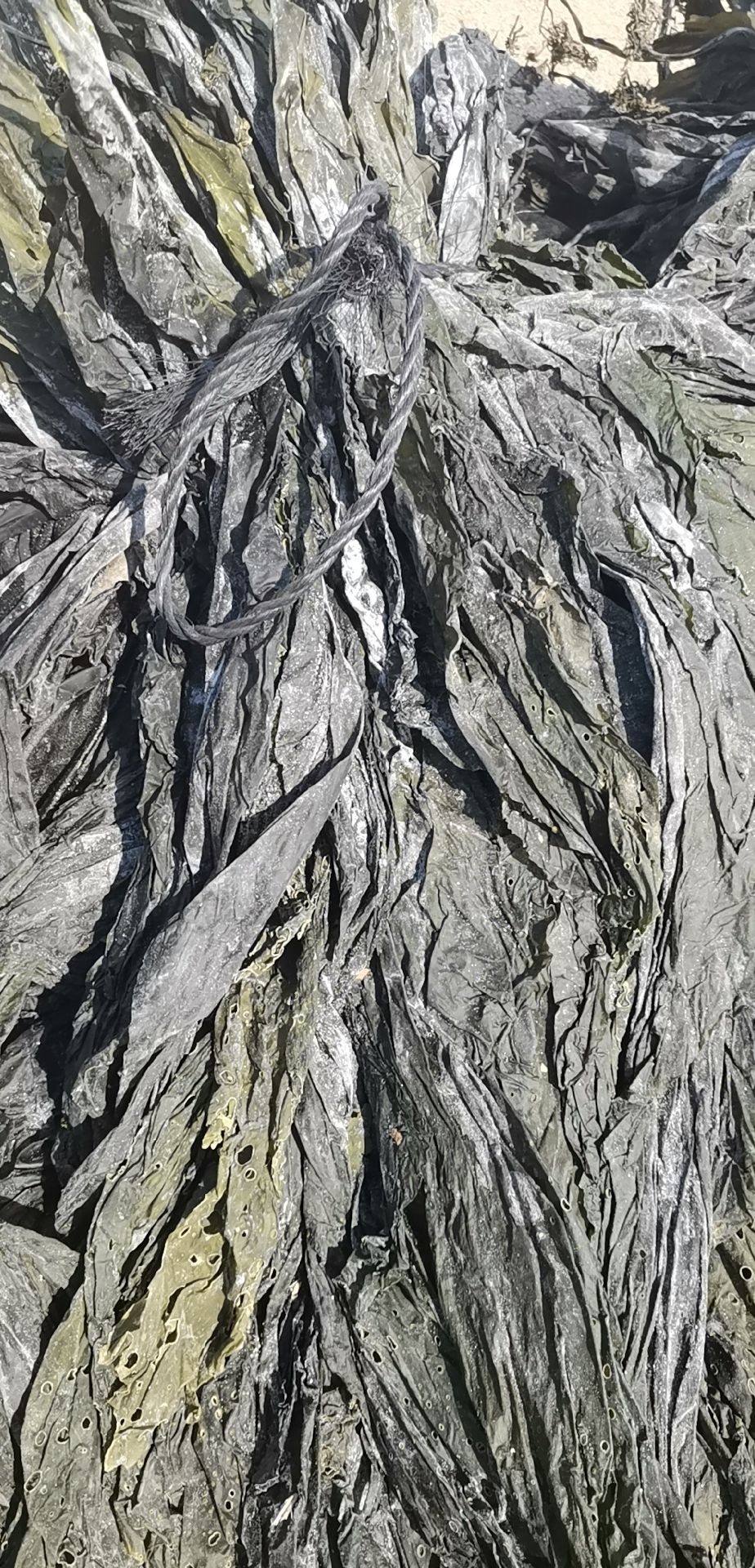  福建霞浦海带