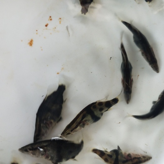 北海 鳜鱼苗_大量桂花鱼苗继续孵化 出售_2020桂花鱼苗精准报