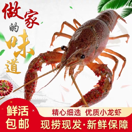  自家蝦塘小龍蝦5斤裝4錢(qián)以上現(xiàn)撈現(xiàn)發(fā)順豐包郵（已停無(wú)貨）