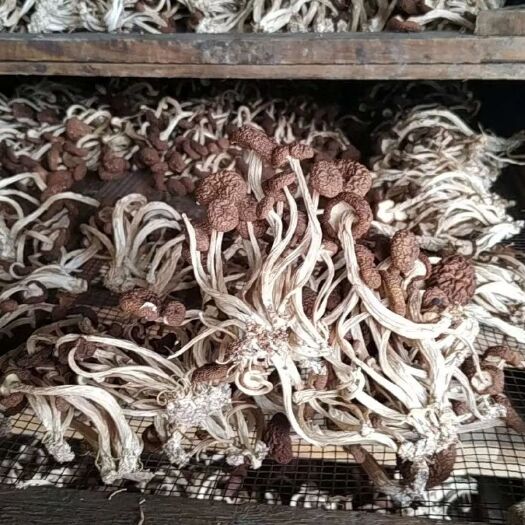 建宁县 ，4号5号茶树菇，不开伞精选，无公害，