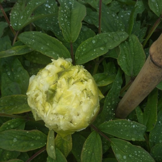 菏泽绿玉牡丹 是个品种，从开花到花谢，有一月多，就像丑小鸭变白