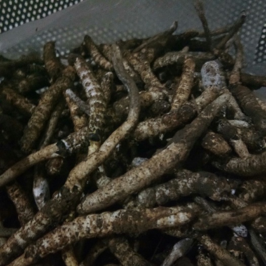 清镇市 贵州虫草！