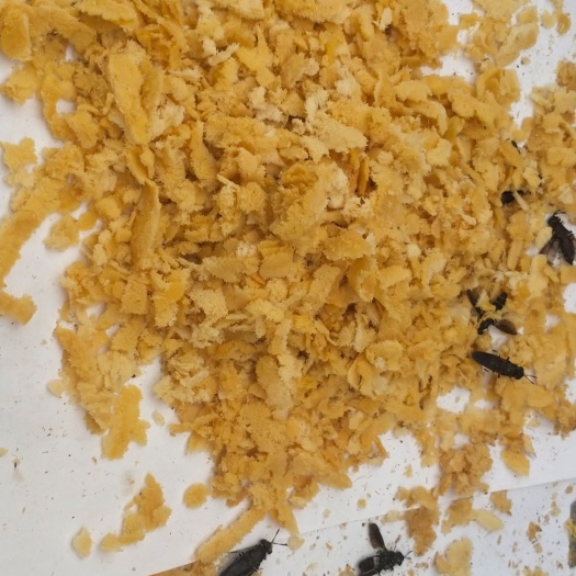 合肥 黑水虻虫卵50克88包邮