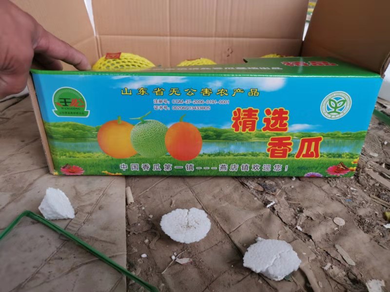  绿宝甜瓜，羊角蜜，星甜，博洋类甜瓜大量上市