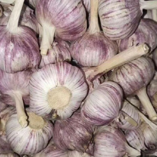 天津 大蒜，