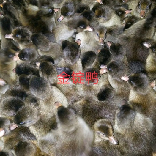 石家庄 长期出售金锭鸭苗。脱温苗