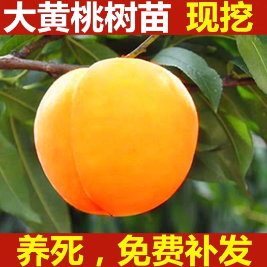 平邑县 黄桃桃树苗嫁接苗基地直销包品种当年结果地栽特大黄桃树苗