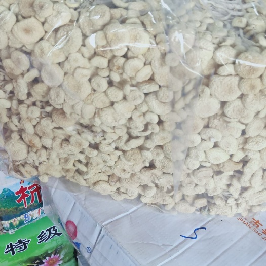 仙游县白茶树菇图片现拍