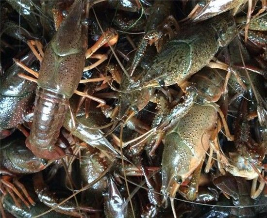 监利市 监利小龙虾！600亩生态养殖基地 规格硬