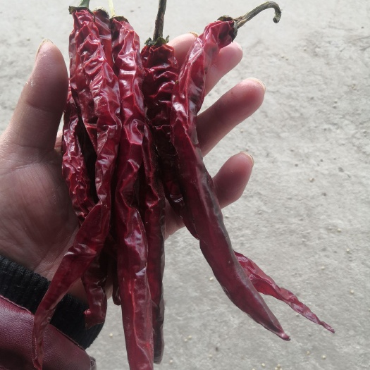 襄汾县干线椒 白菜价甩卖了，以质量以诚信经营。欢迎广大朋友咨询及合作