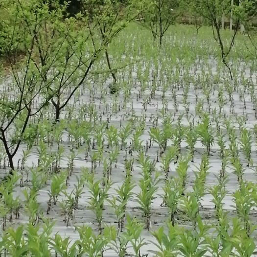 来宾油桃苗 1.5~2.0米