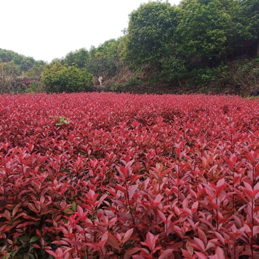 咸宁红罗宾  红叶石楠小苗