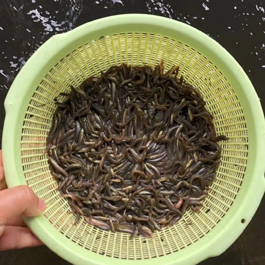 全州县 泥鳅苗鱼苗批发厂家_泥鳅种苗公司供应_公司支持养殖技术