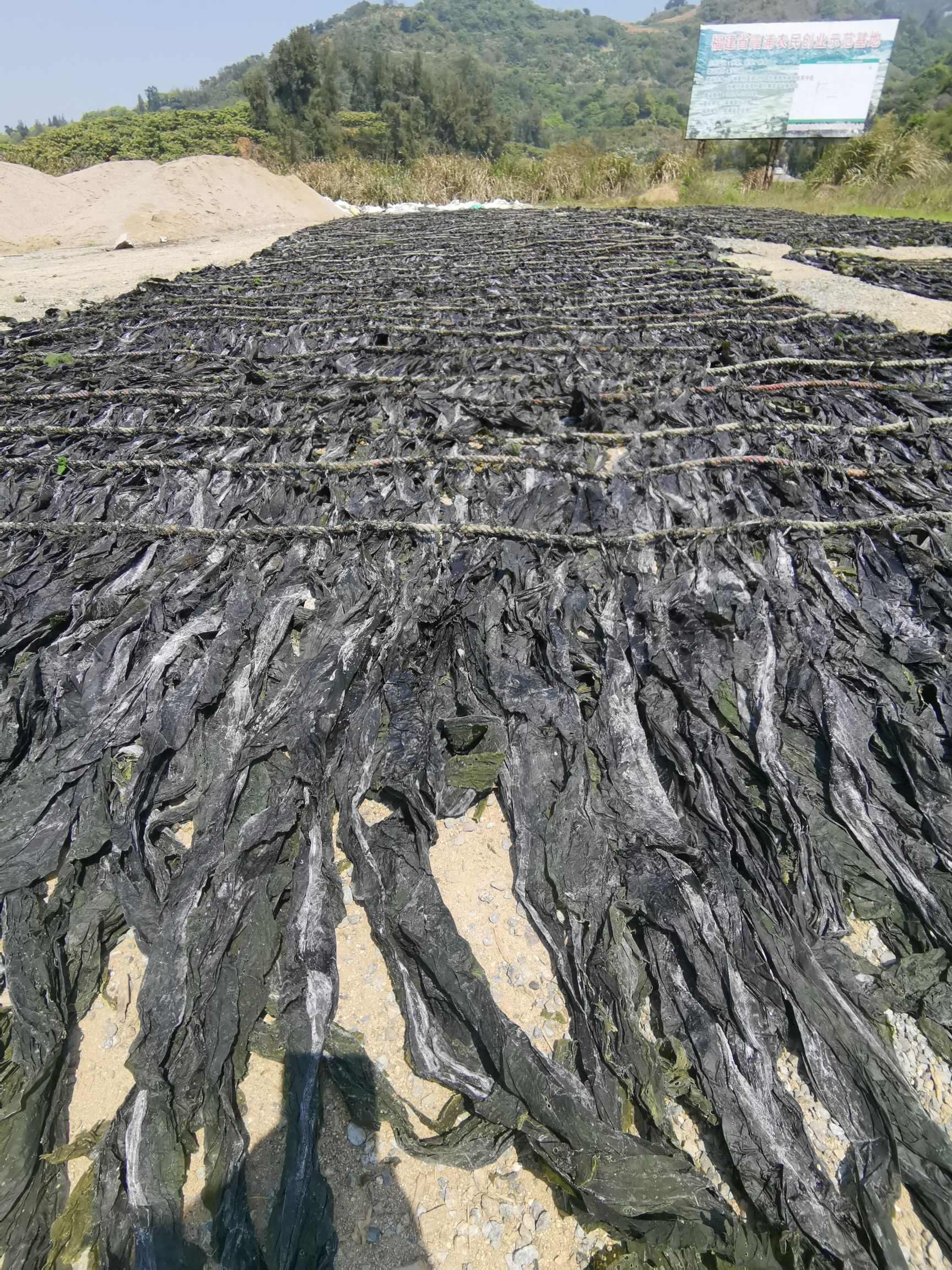  福建霞浦海带