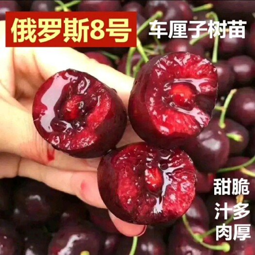 平邑县 美早嫁接樱桃苗 俄罗斯8号 品种多 包成活 包挂果死苗补发