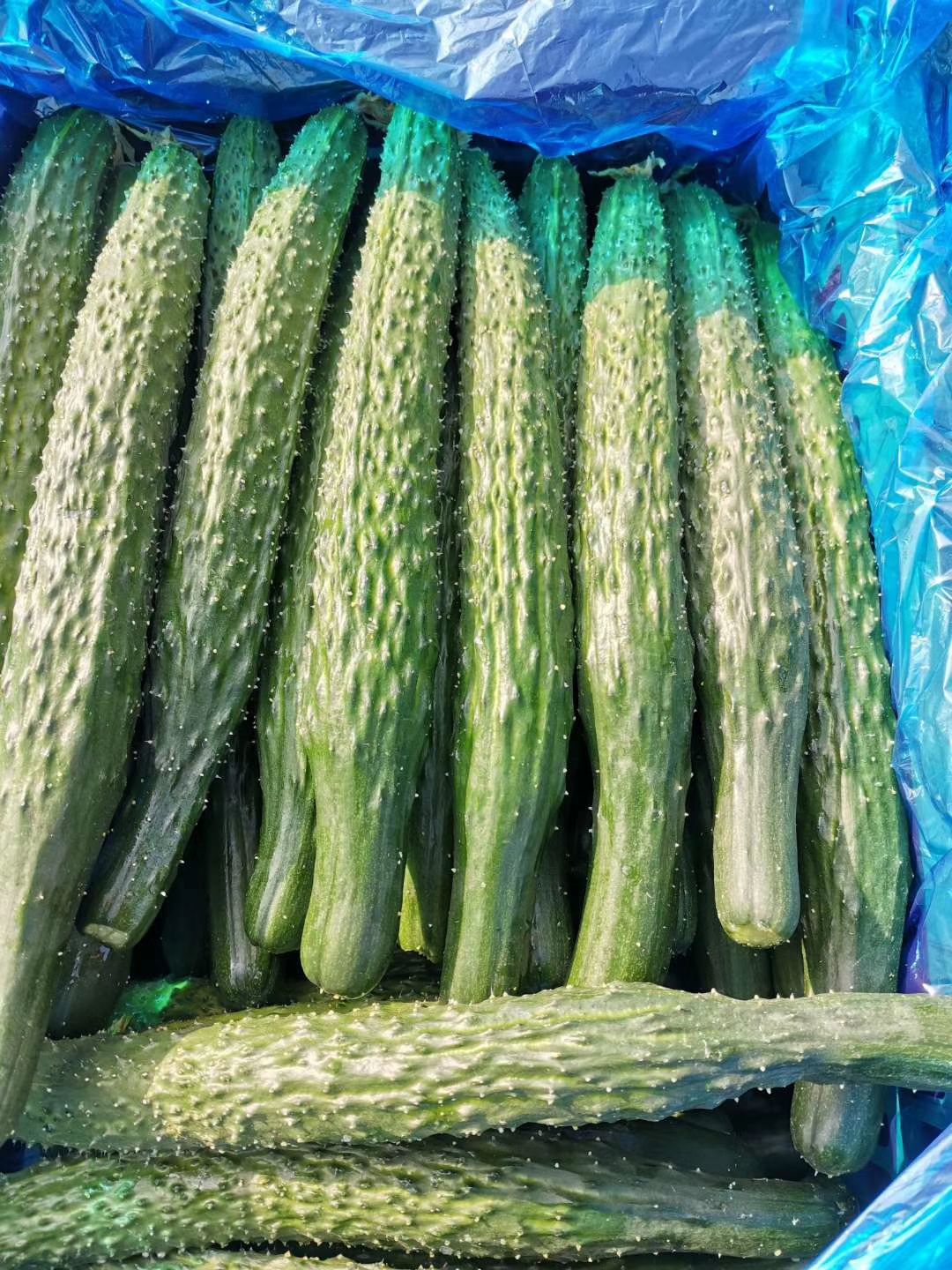 夏邑精品密刺黄瓜绿皮青肉口感极好量大质优市场首选