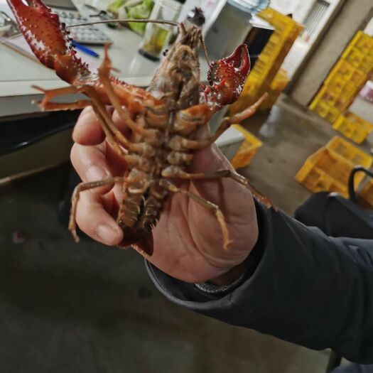 监利市 湖北监利小龙虾批发、中青456硬规格一件代发