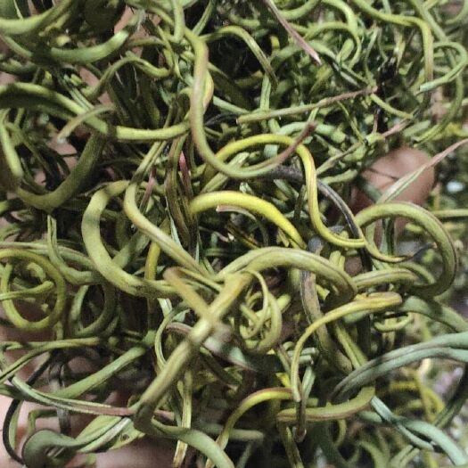 盐源县化石草(道地药材一手货源
)