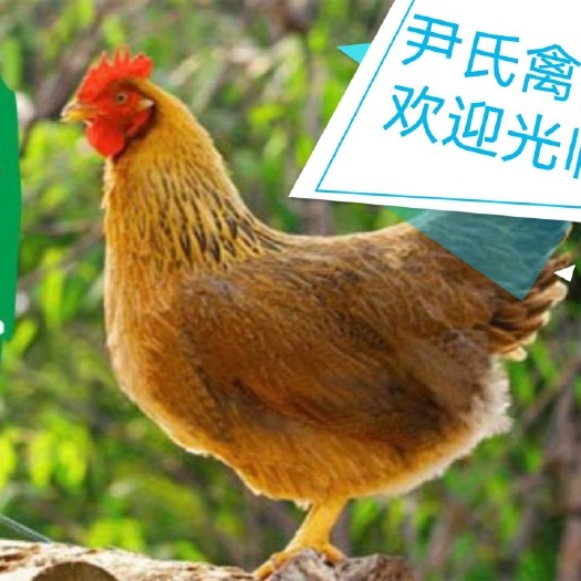 广州 K9麻黄鸡苗，882红麻鸡苗，以质量求生存，以信誉求发展