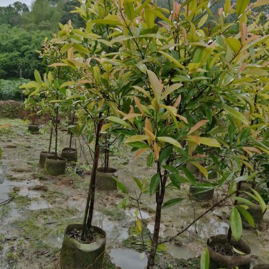 化州市山竹树苗 精品山竹袋苗