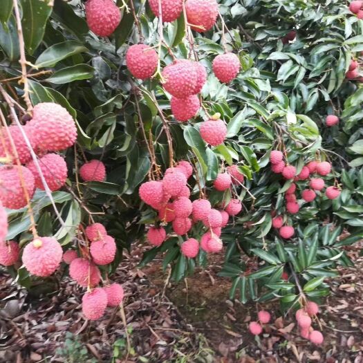 东莞市 桂味荔枝，有量有价