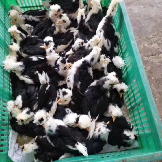 南宁 贵妃鸡苗