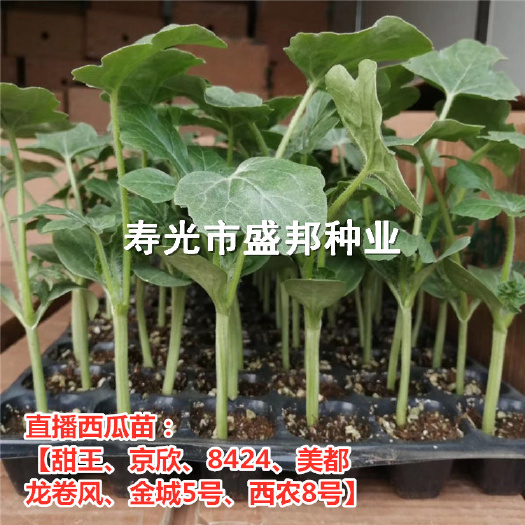 寿光市早佳8424西瓜苗  直播西瓜苗  8424  甜王  龙卷