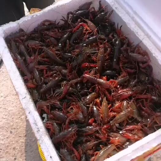 丹棱县潜江小龙虾 保质保量