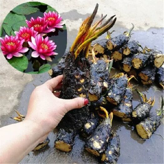 新沂市睡莲  大棵见水就活.四季根块水养植物室内鱼缸池塘迷你小棵